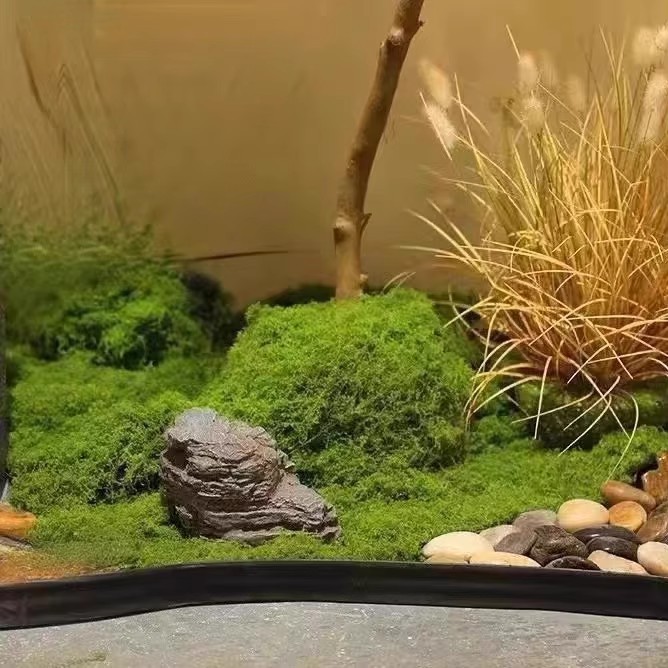 200g Eternal Life Moss DIY Cra - Bonsai Garden For Home 评论和价格