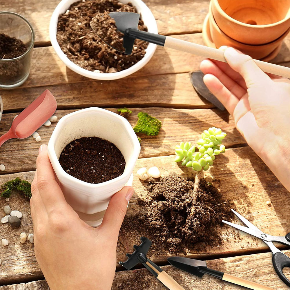 Succulent Plants Tools Mini Ga - Bonsai Garden Mini 评论和价格